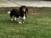 Easter, a female Miniature Dachshund for sale in Bremen, GA – Photo 7 of 9