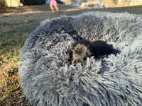 Easter, a female Miniature Dachshund for sale in Bremen, GA – Photo 2 of 9