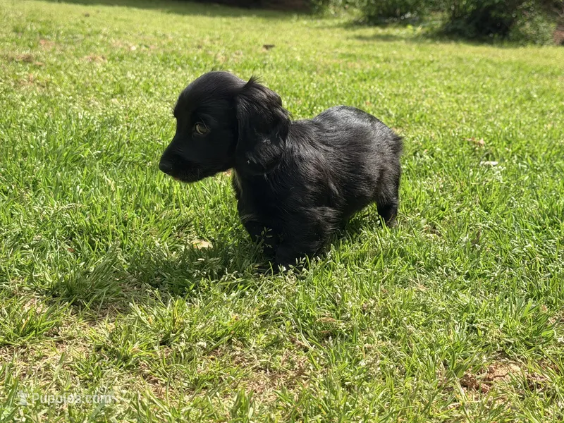 Easter – Miniature Dachshund puppy for sale in Bremen, GA