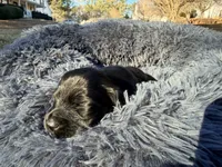 Easter, a female Miniature Dachshund for sale in Bremen, GA – Photo 5 of 9
