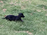 Easter, a female Miniature Dachshund for sale in Bremen, GA – Photo 7 of 7