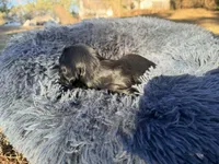 Easter, a female Miniature Dachshund for sale in Bremen, GA – Photo 3 of 9