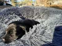 Easter, a female Miniature Dachshund for sale in Bremen, GA – Photo 8 of 9