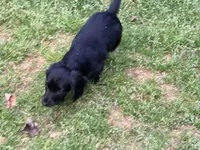 Easter, a female Miniature Dachshund for sale in Bremen, GA – Photo 4 of 7