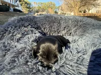 Easter, a female Miniature Dachshund for sale in Bremen, GA – Photo 4 of 9