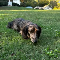 Easter, a female Miniature Dachshund for sale in Bremen, GA – Photo 3 of 7