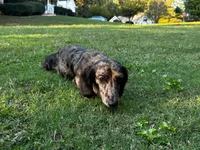 Easter, a female Miniature Dachshund for sale in Bremen, GA – Photo 9 of 9