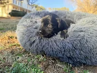 Easter, a female Miniature Dachshund for sale in Bremen, GA – Photo 1 of 9