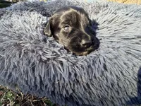 Easter, a female Miniature Dachshund for sale in Bremen, GA – Photo 6 of 9