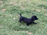 Easter, a female Miniature Dachshund for sale in Bremen, GA – Photo 6 of 7
