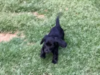 Easter, a female Miniature Dachshund for sale in Bremen, GA – Photo 5 of 7