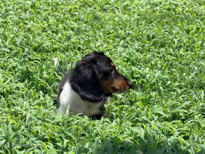Red  – Miniature Dachshund puppy for sale in Bremen, GA