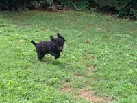 Giddy , a male Poodle - Miniature  for sale in Bremen, GA – 5 of 10