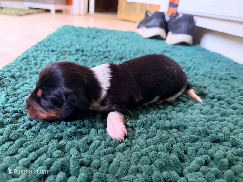 Green – Miniature Dachshund puppy for sale in Bremen, GA