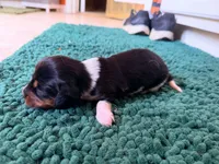 Green, a male Miniature Dachshund for sale in Bremen, GA – 1 of 10