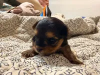 Lady, a female Yorkshire Terrier for sale in Bremen, GA – 4 of 8