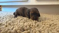 Blue, a male Miniature Dachshund for sale in Bremen, GA – 3 of 6