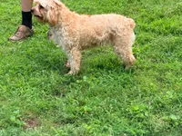 Peaches, a female Cavapoo for sale in Bremen, GA – 2 of 9