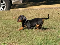 Diesel , a male Miniature Dachshund for sale in Bremen, GA – 6 of 10
