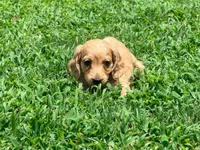 Casey, a male Miniature Dachshund for sale in Bremen, GA – 3 of 9