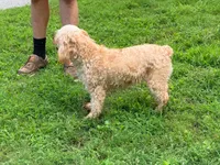 Peaches, a female Cavapoo for sale in Bremen, GA – 8 of 9