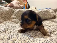 Lady, a female Yorkshire Terrier for sale in Bremen, GA – 5 of 8