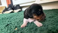 Green, a male Miniature Dachshund for sale in Bremen, GA – 3 of 10
