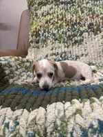 Hearts, a female Miniature Dachshund for sale in Bremen, GA – 6 of 6