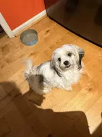 Nika, a female Maltese and Shih Tzu for sale in Bremen, GA – Photo 6 of 7