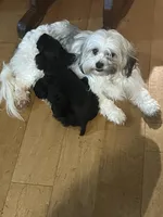 Nika, a female Maltese and Shih Tzu for sale in Bremen, GA – Photo 7 of 7