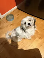 Nika, a female Maltese and Shih Tzu for sale in Bremen, GA – Photo 3 of 7