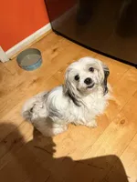 Nika, a female Maltese and Shih Tzu for sale in Bremen, GA – Photo 2 of 7