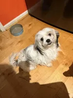 Nika, a female Maltese and Shih Tzu for sale in Bremen, GA – Photo 4 of 7