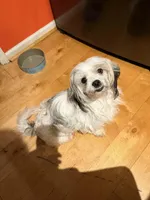 Nika, a female Maltese and Shih Tzu for sale in Bremen, GA – Photo 5 of 7