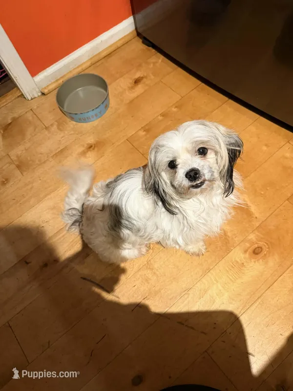 Nika, a female Maltese and Shih Tzu for sale in Bremen, GA – Photo 1 of 7