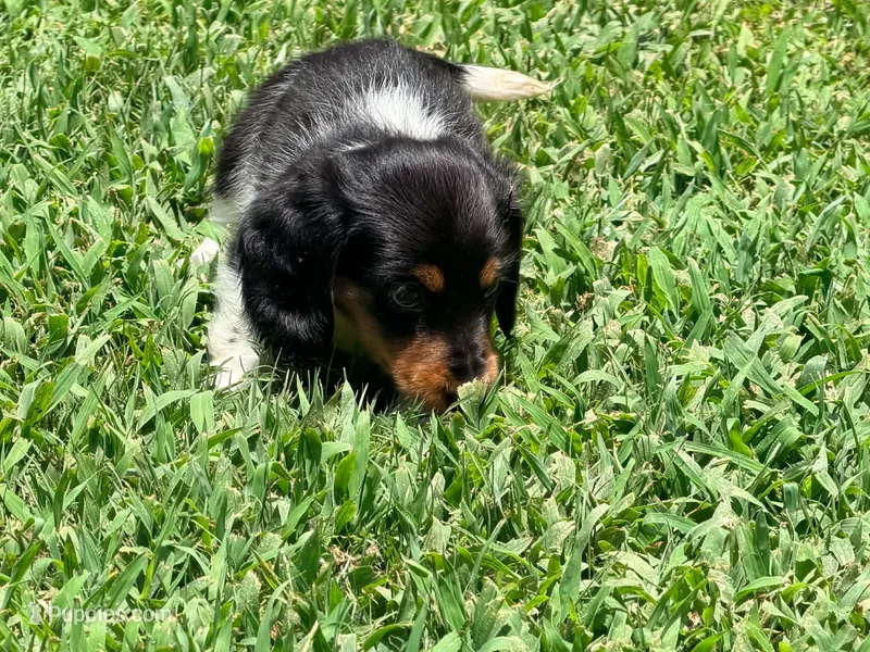 Orange – Miniature Dachshund puppy for sale in Bremen, GA