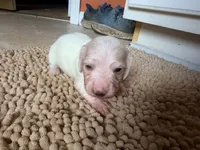 Frostie, a female Miniature Dachshund for sale in Bremen, GA – 5 of 5