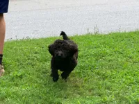 Giddy , a male Poodle - Miniature  for sale in Bremen, GA – 3 of 10