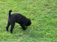 Giddy , a male Poodle - Miniature  for sale in Bremen, GA – 10 of 10