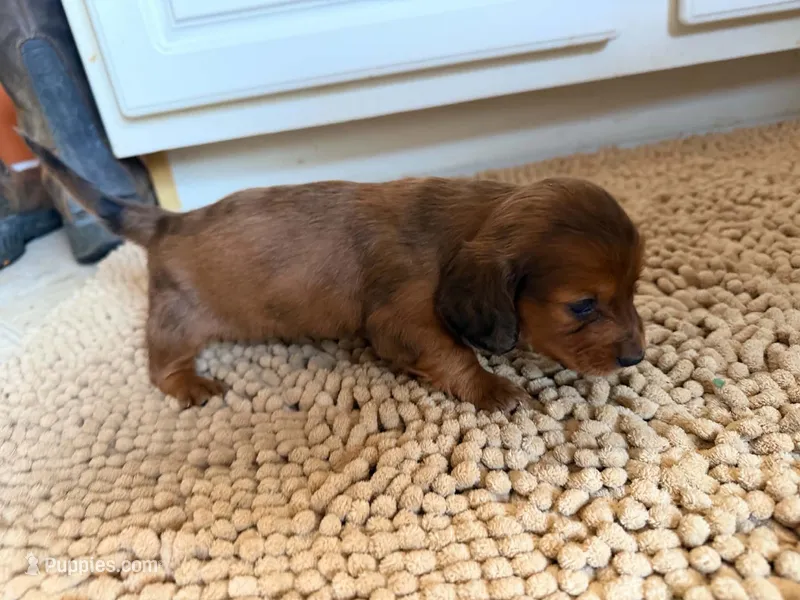 Red – Miniature Dachshund puppy for sale in Bremen, GA