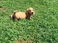Butter, a male Miniature Dachshund for sale in Bremen, GA – 3 of 9