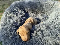 Jelly Bean , a male Miniature Dachshund for sale in Bremen, GA – Photo 8 of 10