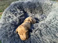 Jelly Bean , a male Miniature Dachshund for sale in Bremen, GA – Photo 9 of 10