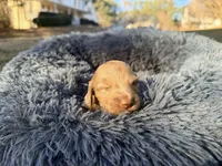 Jelly Bean , a male Miniature Dachshund for sale in Bremen, GA – Photo 6 of 10