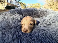 Jelly Bean , a male Miniature Dachshund for sale in Bremen, GA – Photo 4 of 10