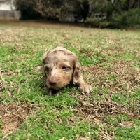 Jelly Bean , a male Miniature Dachshund for sale in Bremen, GA – Photo 4 of 6