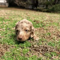 Jelly Bean , a male Miniature Dachshund for sale in Bremen, GA – Photo 5 of 6