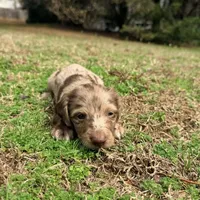 Jelly Bean , a male Miniature Dachshund for sale in Bremen, GA – Photo 3 of 6