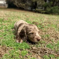 Jelly Bean , a male Miniature Dachshund for sale in Bremen, GA – Photo 6 of 6