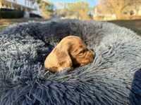 Jelly Bean , a male Miniature Dachshund for sale in Bremen, GA – Photo 7 of 10